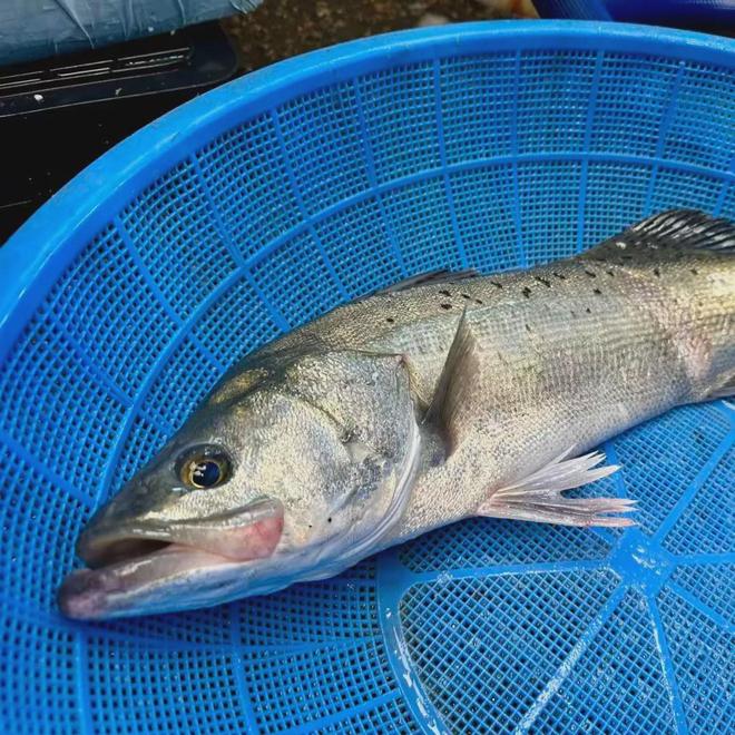 食物居然在韩国比中日都要正宗？｜文史宴麻将胡了试玩网站免费《周礼》里的正统(图5)