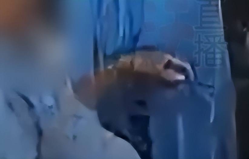 场抓获仍狡辩肇事者嚣张至极大闹派出所PG麻将胡了试玩女子在三亚被猥亵：当